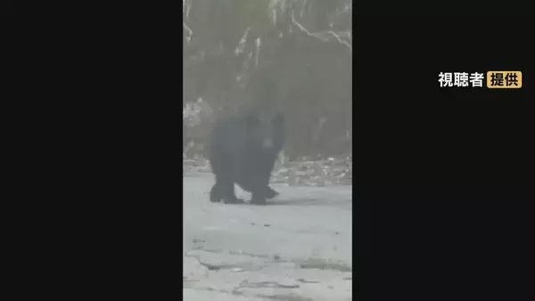 ｢サルだと思ったらクマだった｣ 岐阜でクマ目撃 飛騨の｢ガッタンゴー｣は去年4回中止に…  各地で対策強化