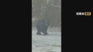 ｢サルだと思ったらクマだった｣ 岐阜でクマ目撃 飛騨の｢ガッタンゴー｣は去年4回中止に…  各地で対策強化