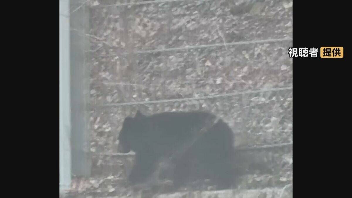 ｢サルだと思ったらクマだった｣ 岐阜でクマ目撃 飛騨の｢ガッタンゴー｣は去年4回中止に…  各地で対策強化