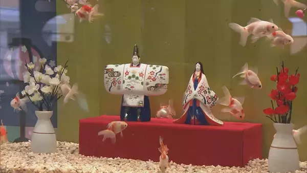 「ひな人形の横を金魚が…人形のまわりに金魚を飾る江戸時代の風習にちなんで  岐阜・各務原市 アクア・トトぎふで3月8日まで」の画像