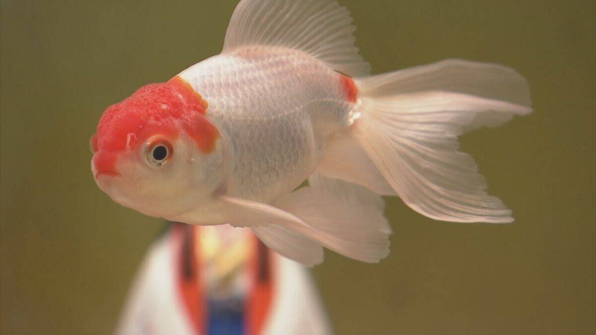 ひな人形の横を金魚が…人形のまわりに金魚を飾る江戸時代の風習にちなんで  岐阜・各務原市 アクア・トトぎふで3月8日まで