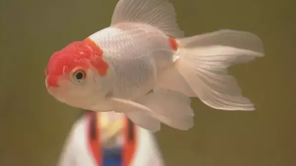 「ひな人形の横を金魚が…人形のまわりに金魚を飾る江戸時代の風習にちなんで  岐阜・各務原市 アクア・トトぎふで3月8日まで」の画像