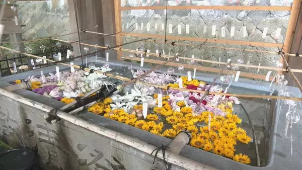 「夏に涼しさ届ける｢桜山風鈴まつり｣ 約2000個が澄んだ音色を響かせる きっかけはコロナ禍 岐阜･高山市の新しい風物詩に」の画像