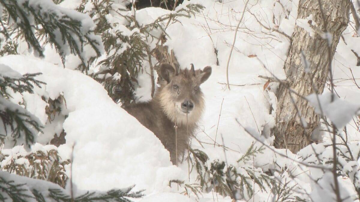 なぜ2025年はクマ被害相次いだ？猟師が感じる“違和感” 冬眠に入るクマは歩いた痕跡を消す… “唯一の天敵”猟師から身を守るため【大石が聞く】