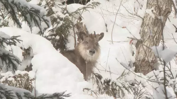 「なぜ2025年はクマ被害相次いだ？猟師が感じる“違和感” 冬眠に入るクマは歩いた痕跡を消す… “唯一の天敵”猟師から身を守るため【大石が聞く】」の画像