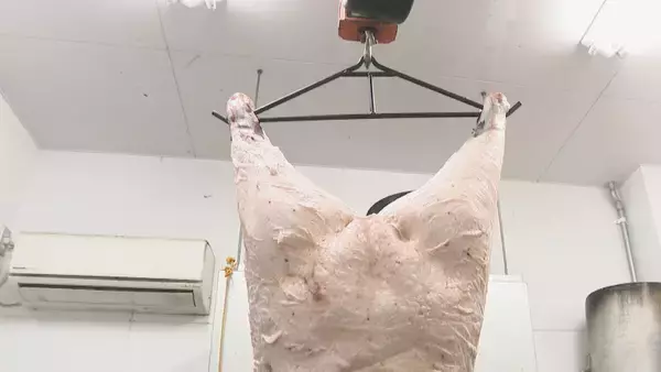 「なぜ2025年はクマ被害相次いだ？猟師が感じる“違和感” 冬眠に入るクマは歩いた痕跡を消す… “唯一の天敵”猟師から身を守るため【大石が聞く】」の画像