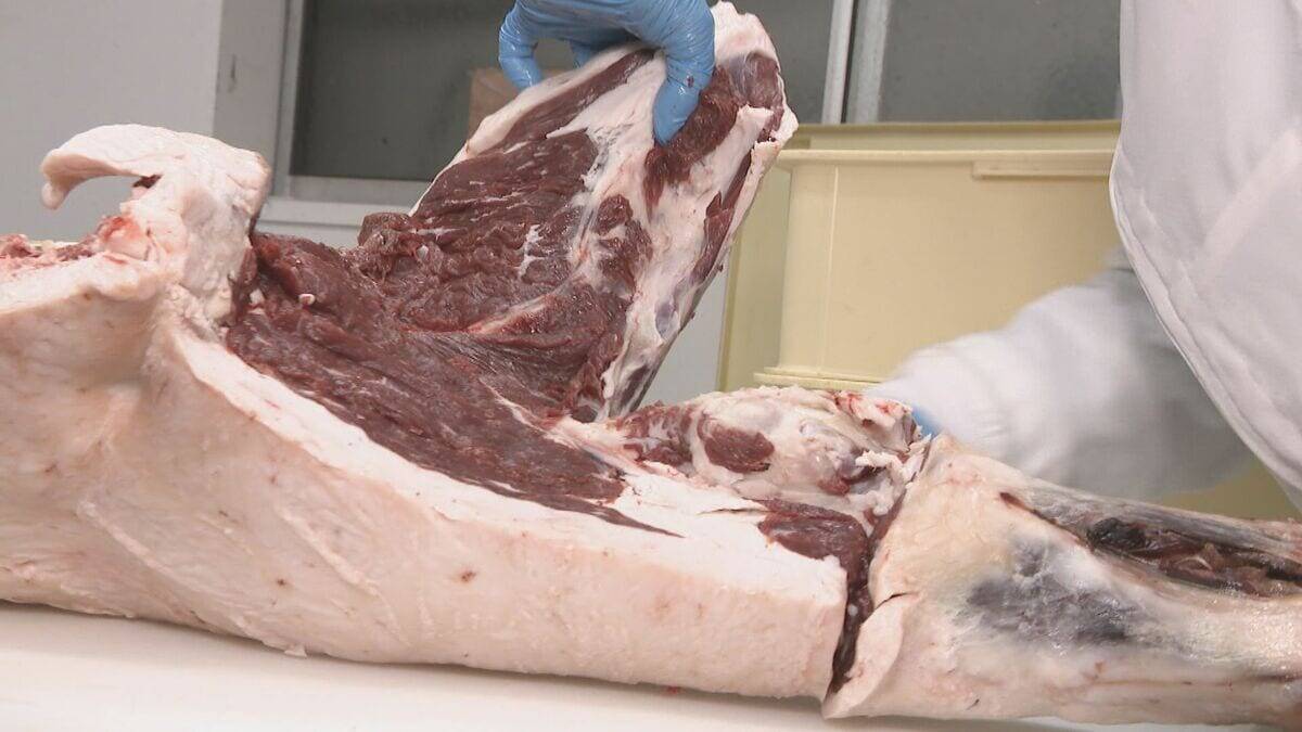 なぜ2025年はクマ被害相次いだ？猟師が感じる“違和感” 冬眠に入るクマは歩いた痕跡を消す… “唯一の天敵”猟師から身を守るため【大石が聞く】