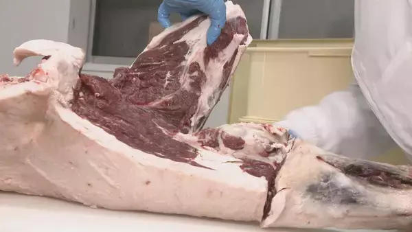 「なぜ2025年はクマ被害相次いだ？猟師が感じる“違和感” 冬眠に入るクマは歩いた痕跡を消す… “唯一の天敵”猟師から身を守るため【大石が聞く】」の画像