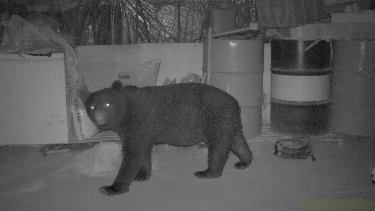 ｢1メートルから80センチほどのクマが目の前に｣ 冬眠終わり…出没相次ぐ 岐阜の小学校近くで目撃 猟友会が箱わなを仕掛ける対策も