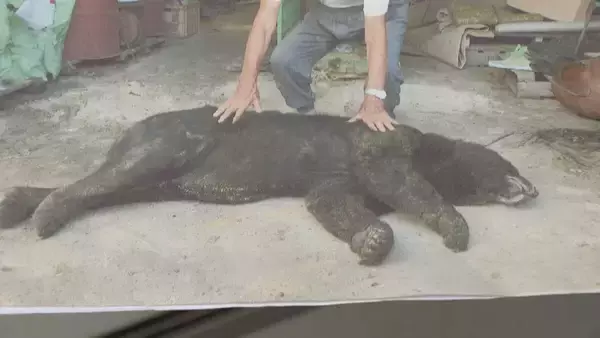 「｢1メートルから80センチほどのクマが目の前に｣ 冬眠終わり…出没相次ぐ 岐阜の小学校近くで目撃 猟友会が箱わなを仕掛ける対策も」の画像