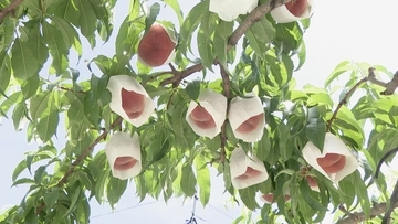 旬の桃“日川白鳳”出荷最盛期 ｢糖度もあってジューシー｣ 天候に恵まれ去年より1週間ほど早く収穫 愛知･豊田市