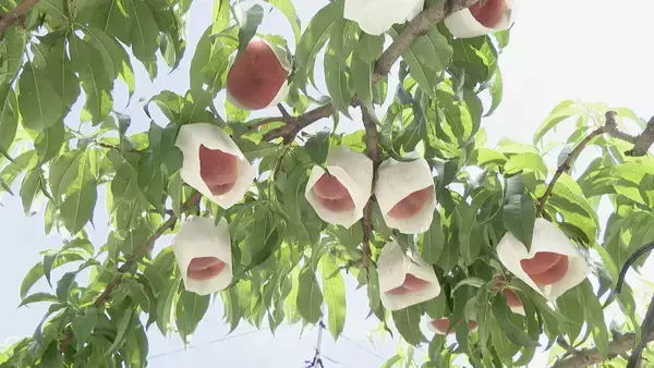 旬の桃“日川白鳳”出荷最盛期 ｢糖度もあってジューシー｣ 天候に恵まれ去年より1週間ほど早く収穫 愛知･豊田市