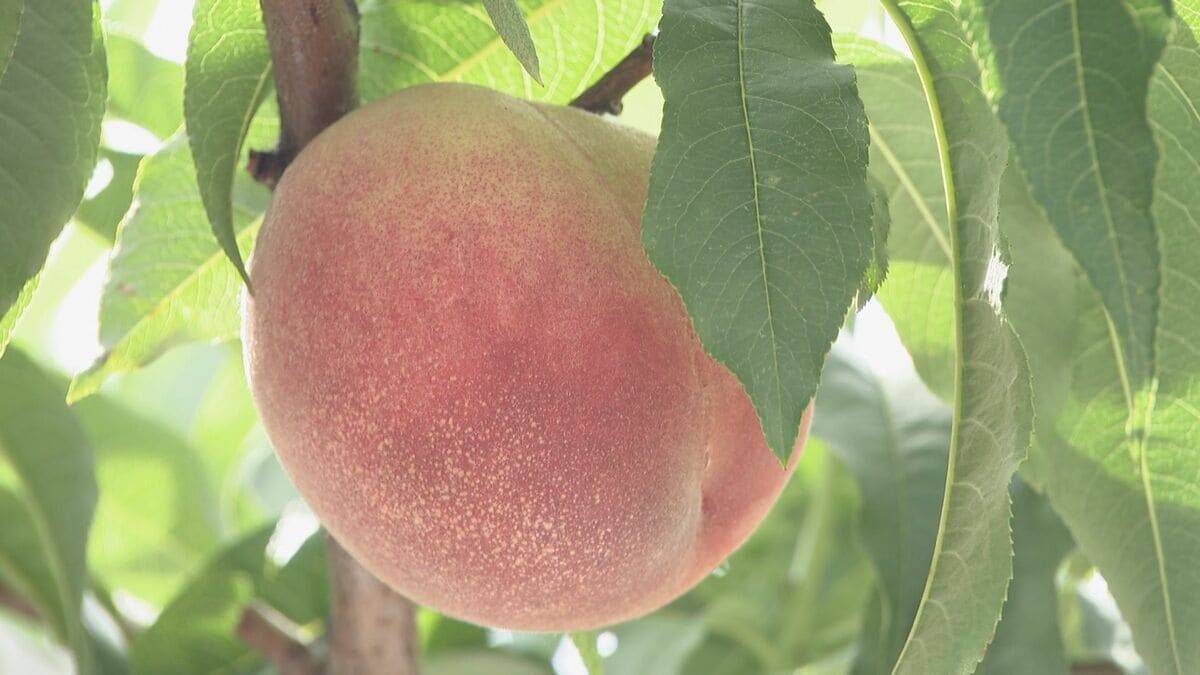 旬の桃“日川白鳳”出荷最盛期 ｢糖度もあってジューシー｣ 天候に恵まれ去年より1週間ほど早く収穫 愛知･豊田市