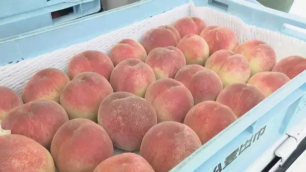 「旬の桃“日川白鳳”出荷最盛期 ｢糖度もあってジューシー｣ 天候に恵まれ去年より1週間ほど早く収穫 愛知･豊田市」の画像