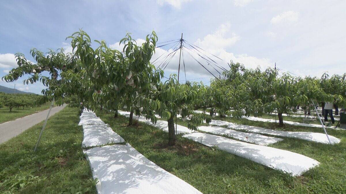 旬の桃“日川白鳳”出荷最盛期 ｢糖度もあってジューシー｣ 天候に恵まれ去年より1週間ほど早く収穫 愛知･豊田市