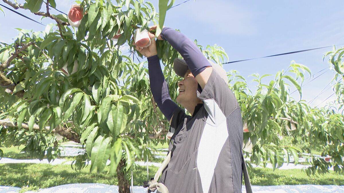 旬の桃“日川白鳳”出荷最盛期 ｢糖度もあってジューシー｣ 天候に恵まれ去年より1週間ほど早く収穫 愛知･豊田市