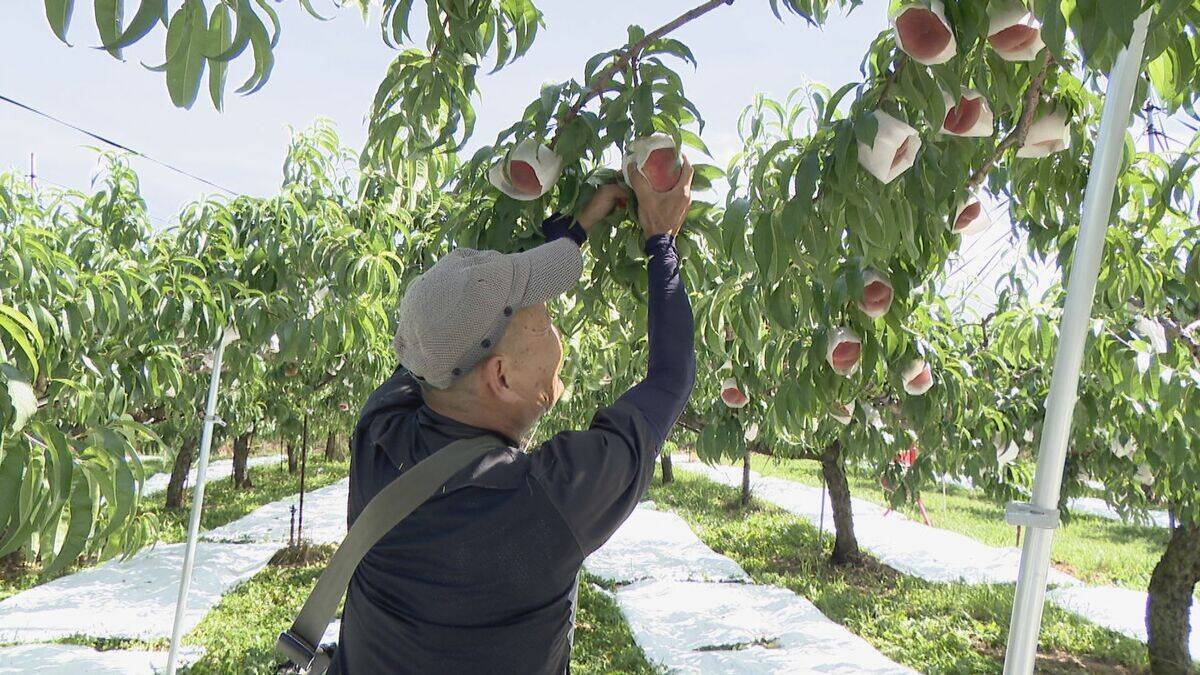 旬の桃“日川白鳳”出荷最盛期 ｢糖度もあってジューシー｣ 天候に恵まれ去年より1週間ほど早く収穫 愛知･豊田市