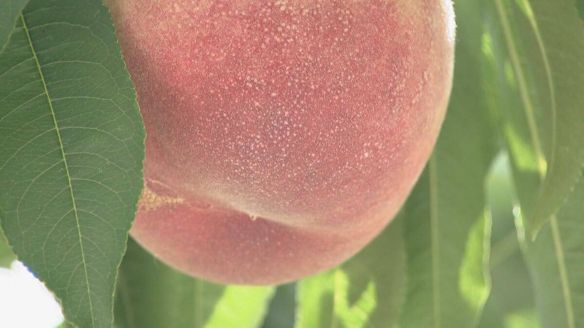 旬の桃“日川白鳳”出荷最盛期 ｢糖度もあってジューシー｣ 天候に恵まれ去年より1週間ほど早く収穫 愛知･豊田市