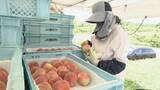 「旬の桃“日川白鳳”出荷最盛期 ｢糖度もあってジューシー｣ 天候に恵まれ去年より1週間ほど早く収穫 愛知･豊田市」の画像8