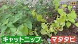 「「猫にマタタビ」を科学的に証明 ネコがマタタビに反応するのはなぜ？名古屋大学などの研究チームが発表」の画像1