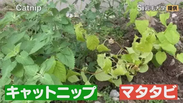 「猫にマタタビ」を科学的に証明 ネコがマタタビに反応するのはなぜ？名古屋大学などの研究チームが発表