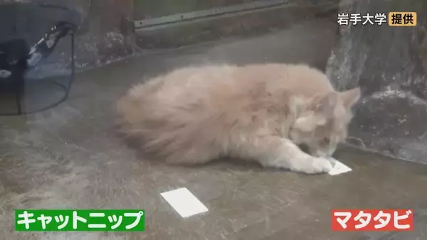 「「猫にマタタビ」を科学的に証明 ネコがマタタビに反応するのはなぜ？名古屋大学などの研究チームが発表」の画像