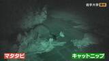 「「猫にマタタビ」を科学的に証明 ネコがマタタビに反応するのはなぜ？名古屋大学などの研究チームが発表」の画像3