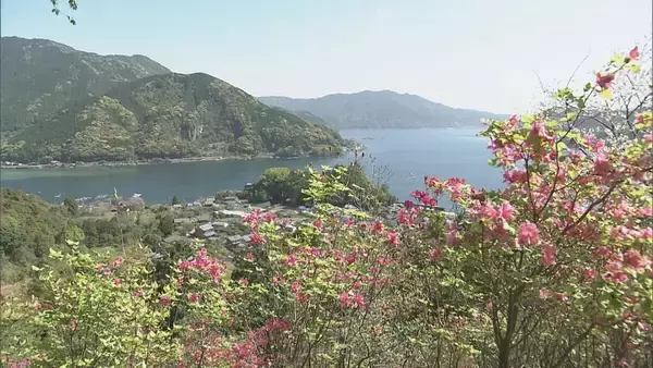 鮮やかなピンク色の「オンツツジ」が見ごろ 浜風に揺られながら咲き誇る 三重・尾鷲市