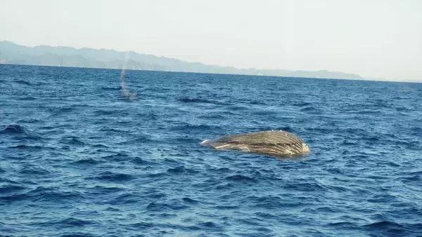｢クジラの死体が漂流している｣ 体長は約10メートル 腐敗進んでいるため船舶の“衝突防止装置”つけられず… 三重の尾鷲湾から約9.6キロ沖合