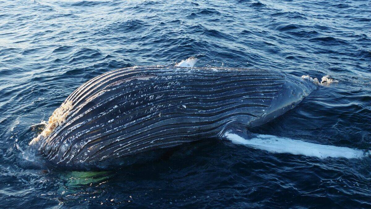 ｢クジラの死体が漂流している｣ 体長は約10メートル 腐敗進んでいるため船舶の“衝突防止装置”つけられず… 三重の尾鷲湾から約9.6キロ沖合