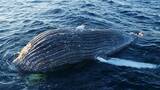 「｢クジラの死体が漂流している｣ 体長は約10メートル 腐敗進んでいるため船舶の“衝突防止装置”つけられず… 三重の尾鷲湾から約9.6キロ沖合」の画像2