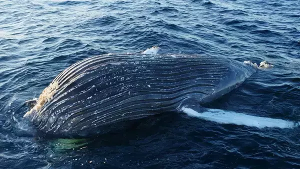 「｢クジラの死体が漂流している｣ 体長は約10メートル 腐敗進んでいるため船舶の“衝突防止装置”つけられず… 三重の尾鷲湾から約9.6キロ沖合」の画像