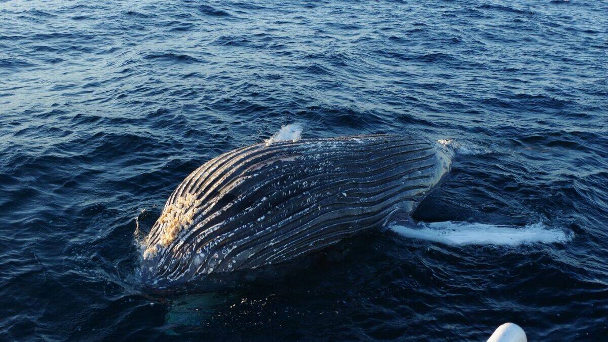 ｢クジラの死体が漂流している｣ 体長は約10メートル 腐敗進んでいるため船舶の“衝突防止装置”つけられず… 三重の尾鷲湾から約9.6キロ沖合
