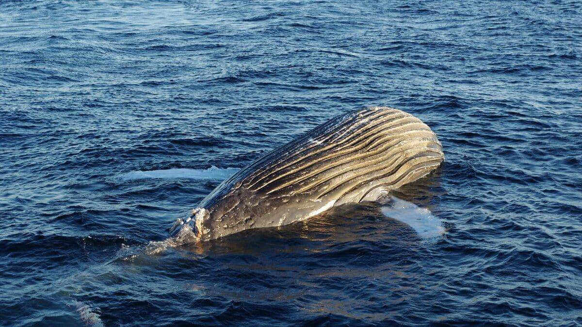｢クジラの死体が漂流している｣ 体長は約10メートル 腐敗進んでいるため船舶の“衝突防止装置”つけられず… 三重の尾鷲湾から約9.6キロ沖合