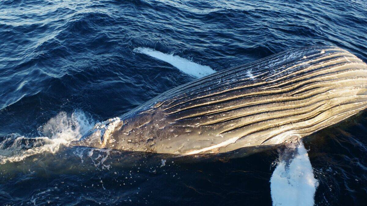 ｢クジラの死体が漂流している｣ 体長は約10メートル 腐敗進んでいるため船舶の“衝突防止装置”つけられず… 三重の尾鷲湾から約9.6キロ沖合