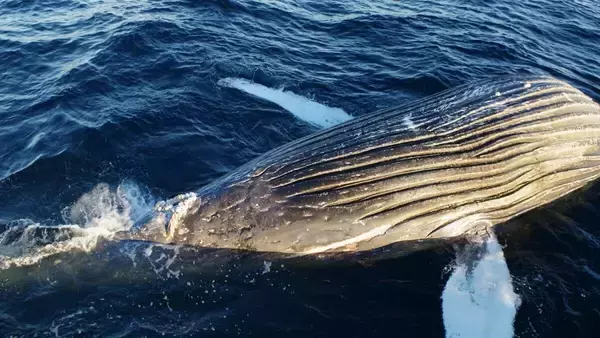 「｢クジラの死体が漂流している｣ 体長は約10メートル 腐敗進んでいるため船舶の“衝突防止装置”つけられず… 三重の尾鷲湾から約9.6キロ沖合」の画像