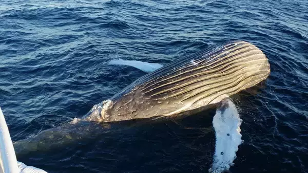 「｢クジラの死体が漂流している｣ 体長は約10メートル 腐敗進んでいるため船舶の“衝突防止装置”つけられず… 三重の尾鷲湾から約9.6キロ沖合」の画像