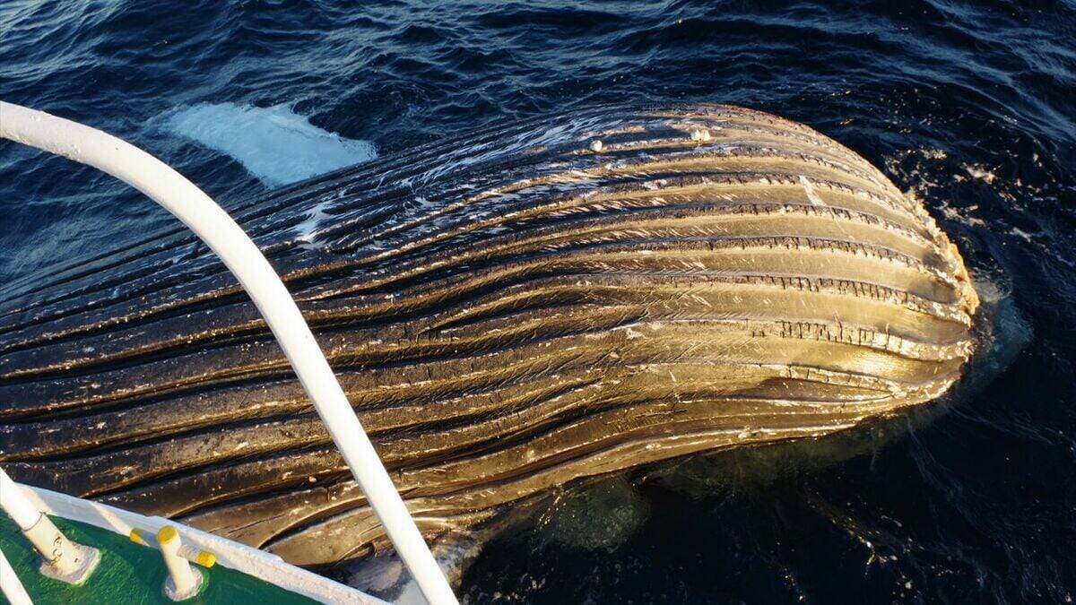 ｢クジラの死体が漂流している｣ 体長は約10メートル 腐敗進んでいるため船舶の“衝突防止装置”つけられず… 三重の尾鷲湾から約9.6キロ沖合
