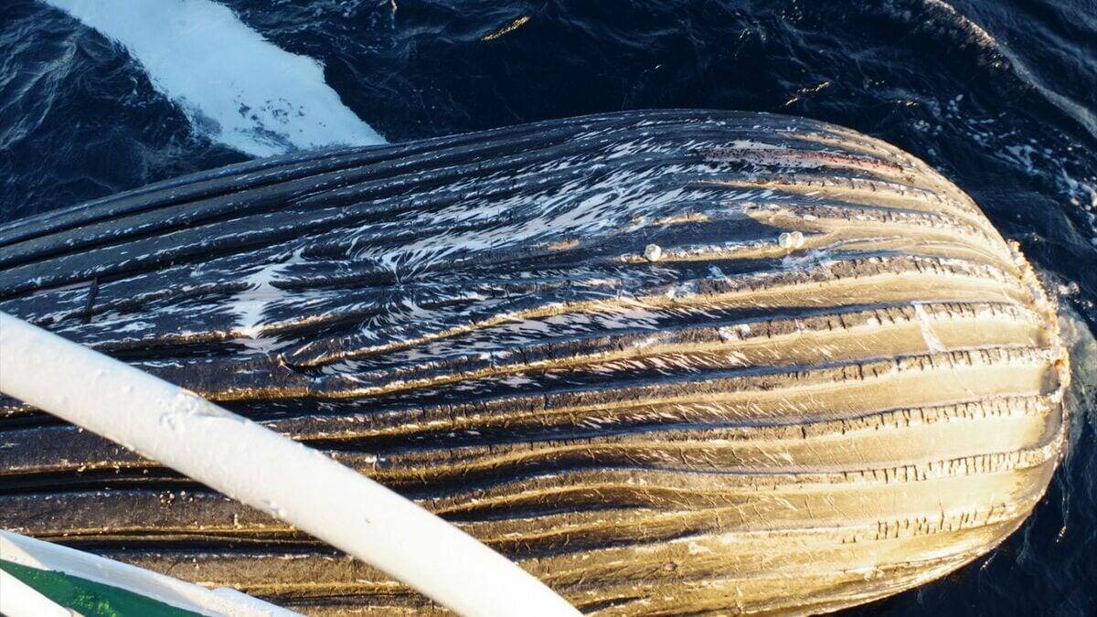 ｢クジラの死体が漂流している｣ 体長は約10メートル 腐敗進んでいるため船舶の“衝突防止装置”つけられず… 三重の尾鷲湾から約9.6キロ沖合