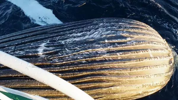 「｢クジラの死体が漂流している｣ 体長は約10メートル 腐敗進んでいるため船舶の“衝突防止装置”つけられず… 三重の尾鷲湾から約9.6キロ沖合」の画像