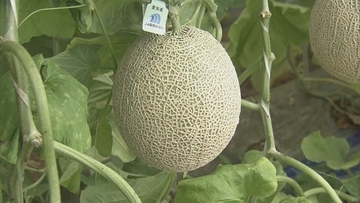 1株に1玉だけを丁寧に… ｢アールスメロン｣出荷最盛期 上品な甘さと芳醇な香りが特徴 糖度14度超で例年以上の甘さに 愛知･田原市