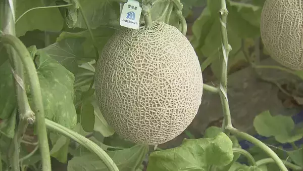 1株に1玉だけを丁寧に… ｢アールスメロン｣出荷最盛期 上品な甘さと芳醇な香りが特徴 糖度14度超で例年以上の甘さに 愛知･田原市