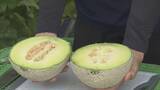「1株に1玉だけを丁寧に… ｢アールスメロン｣出荷最盛期 上品な甘さと芳醇な香りが特徴 糖度14度超で例年以上の甘さに 愛知･田原市」の画像2