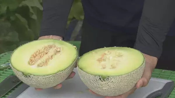 「1株に1玉だけを丁寧に… ｢アールスメロン｣出荷最盛期 上品な甘さと芳醇な香りが特徴 糖度14度超で例年以上の甘さに 愛知･田原市」の画像