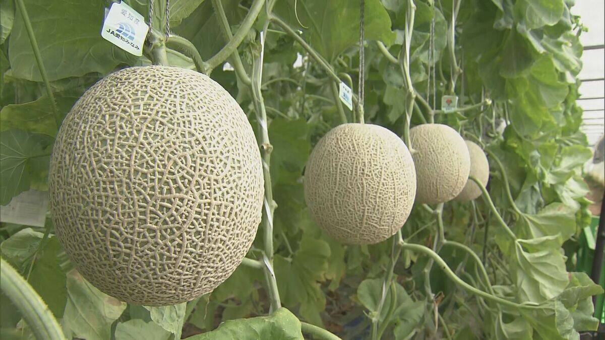 1株に1玉だけを丁寧に… ｢アールスメロン｣出荷最盛期 上品な甘さと芳醇な香りが特徴 糖度14度超で例年以上の甘さに 愛知･田原市
