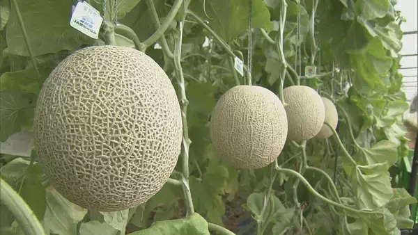 「1株に1玉だけを丁寧に… ｢アールスメロン｣出荷最盛期 上品な甘さと芳醇な香りが特徴 糖度14度超で例年以上の甘さに 愛知･田原市」の画像