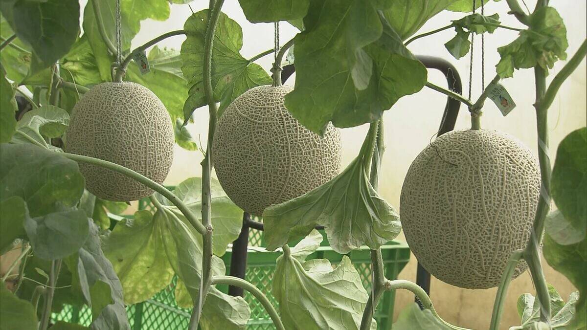 1株に1玉だけを丁寧に… ｢アールスメロン｣出荷最盛期 上品な甘さと芳醇な香りが特徴 糖度14度超で例年以上の甘さに 愛知･田原市