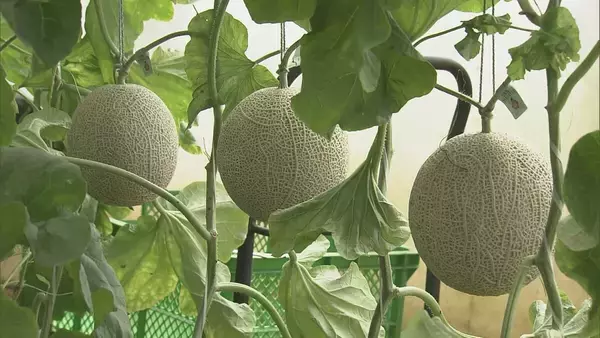 「1株に1玉だけを丁寧に… ｢アールスメロン｣出荷最盛期 上品な甘さと芳醇な香りが特徴 糖度14度超で例年以上の甘さに 愛知･田原市」の画像