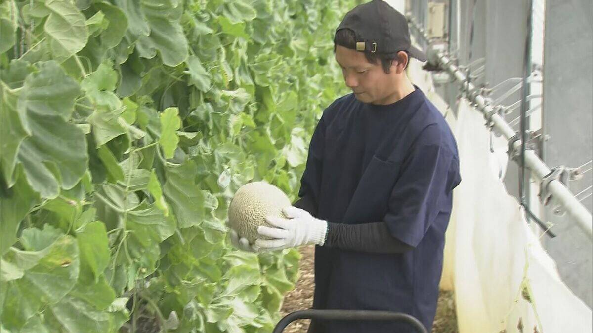 1株に1玉だけを丁寧に… ｢アールスメロン｣出荷最盛期 上品な甘さと芳醇な香りが特徴 糖度14度超で例年以上の甘さに 愛知･田原市