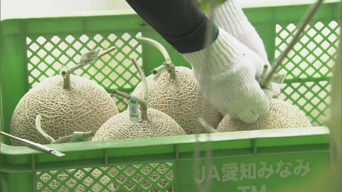 1株に1玉だけを丁寧に… ｢アールスメロン｣出荷最盛期 上品な甘さと芳醇な香りが特徴 糖度14度超で例年以上の甘さに 愛知･田原市
